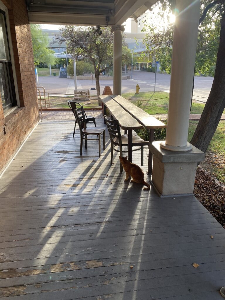 A ginger cat on a downtown Phoenix porch