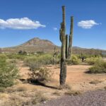 A classic Arizona desert scene: blue sky, saguaro cacti, and sagebrush