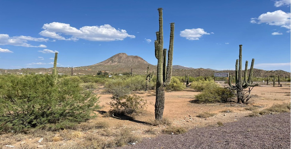 A classic Arizona desert scene: blue sky, saguaro cacti, and sagebrush