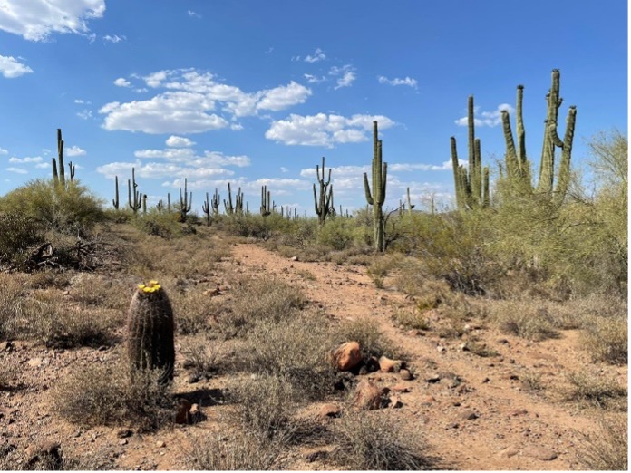 A closeup of a saguaro forest