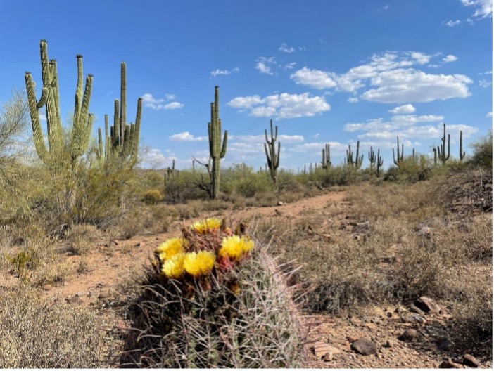 Saguaro cacti dot the horizon, with a yellow flowering barrel cactus in the foreground