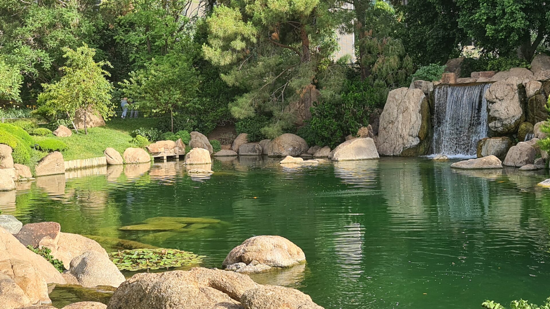 A serene pond and waterfall in the Japanese Friendship Garden, in downtown Phoenix