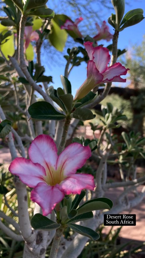 A closeup of a pink-edged bloom on a woody stalk: the Sahara Desert Rose